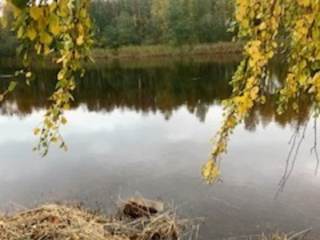 Birgitta Hed