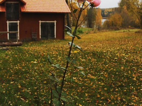 Sara Gustavsson