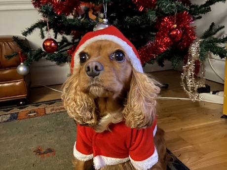 Elfie