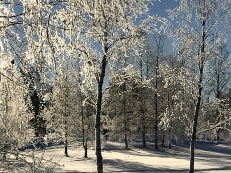 Öllegård Hanes