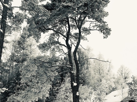 Therése Kästel Delvärn